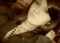 leasharadley7
